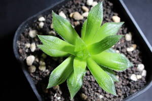 Haworthia/ウィミー交配　ハオルチア　管理398