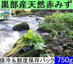 送料無料！名水の里黒部 天然 赤ミズ みず カタハ ウワバミ草【発送中！】保冷＆新鮮パックで発送 750g