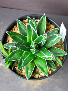 アガベ 笹の雪 ササノユキ 子株2個　多肉植物 Agave