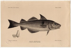 1880年 鋼版画 英国とアイルランドの魚類~タラ科 コダラ属 モンツキダラ GADUS AEGLEFINUS 蔵書印あり 博物画