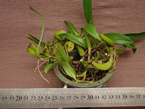 Bulbophyllum elevatopunctatum バルボフィラム・エレバトプンカタム 706●ラン苗