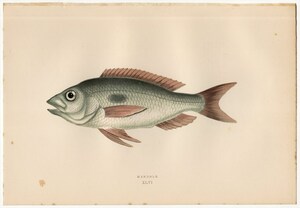 1877年 コーチ 英国の魚類史 多色石版画 ケントラカントゥス科 スピカラ属 MENDOLE 博物画
