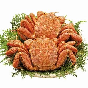 毛ガニ 2尾 （約８００ｇ） 新物 北海道産 生食用 ボイル 　一折れだけど 身入り バッチリです