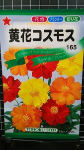 ３袋セット 黄花 コスモス 秋桜 種 郵便は送料無料