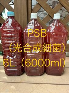 PSB6L（6000ml） PSB光合成細菌 ゾウリムシ 水質浄化 めだか メダカ ミジンコ 匿名　おてがる版ゆうパック　針子　餌