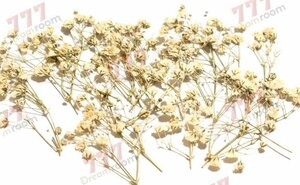 送料無料☆本物 押し花素材 ハンドメイド 花材 DR132W　カスミソウ　ホワイト　