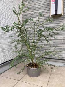 レア耐寒性ユーカリ★大株美樹形★『ユーカリ・パルブラEucalyptus parvula』の植木　樹高約８２ｃｍ（鉢底から）