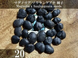 マグノリア ソウランゲアナ 種子 20粒+α Magnolia x Soulangeana 20 seeds+α 種 サラサモクレン