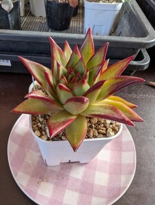 多肉植物 エケベリア アガボイデス リップスティック大きめ苗e765