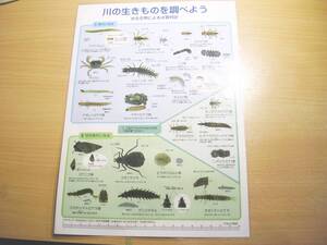 川の生きものを調べよう(下敷き)