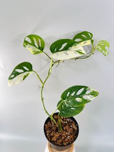 「28」モンステラ　アクミナータ　ミント　斑入りMonstera Acuminata Variegata