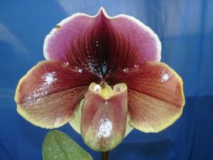 ◇◇洋蘭◇◇ Paph. Orchilla 