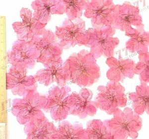 送料無料☆本物 押し花素材 ハンドメイド 花材 DR010Y 桜　ピンク染