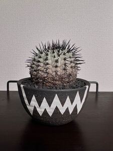 コピアポア コルムナアルバ copiapoa invisibleink インビジブルインク 検) 黒王丸