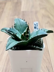 【 アガベ チタノタ 白鯨 】 Agave Titanota ‘White Whale’ 子株 ②