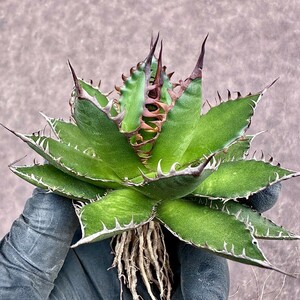 【Lj_plants】Z76 多肉植物 アガベ 強棘ホリダ horrida 強棘 極上美株