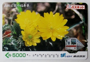 皐月特売 使用済みカード (東武鉄道 パスネット5000 森林公園の福寿草) 裏冒頭印字:引継額、最終使用:本川越 穴:7孔、軽い汚れ、擦り跡