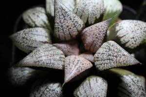 ピンクピクタ　Haworthia　ハオルチア　親株