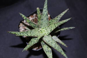 Aloe 