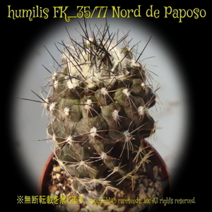 レア■コピアポア フミリス パポソエンシス 種子5粒 COPIAPOA humilis FK_35/77 Nord de Paposo θ **ц**　п　④