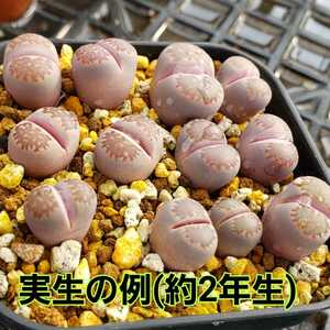 種子２０粒 リトープス バッカス lithops 多肉植物 実生用