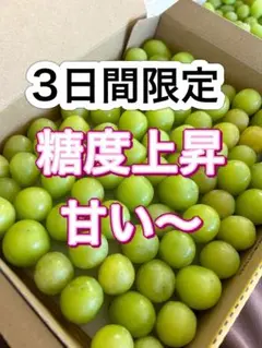 28 限定価額　山梨県　シャインマスカット　粒　箱込み1kg