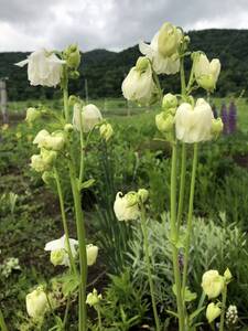 西洋オダマキ　種　白クリーム？　約２０粒以上　フリルが素敵　宿根草　北海道より