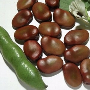 ＜野菜の種＞１０粒　赤いソラマメ　初姫　そらまめ　メーカー大袋を小分け ４種郵便のみ送料無料