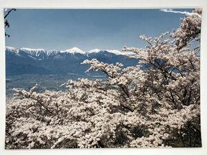 【光城山の桜　生写真】　北アルプス・安曇野を望む　　　M0217B