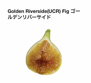 イチジク苗木　Golden Riverside(UCR) Fig ゴールデンリバーサイド