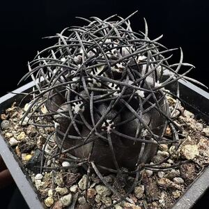 87Gコピアポア グリセオビオラセア 栗星玉 spicygem Copiapoa griseoviolacea