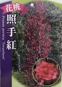 花桃 照手紅 苗木