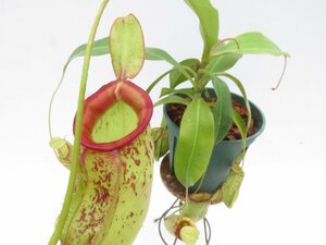 N.xkuchigensis (ampullaria × mirabilis) 5号【現品限り】ネペンテス 食虫植物_16880