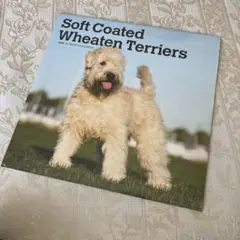 1点限り❣️Wheaten Terriers  ✨ウィートン・テリア　カレンダー