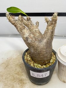 8847 「塊根植物」パキポディウム エニグマティクム 植え【発根・Pachypodium enigmaticum・多肉植物】