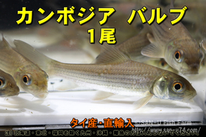 カンボジア バルブ 1尾★全長8-10cm前後・タイ産・適格請求書発行可能【お届け地域制限あり】100