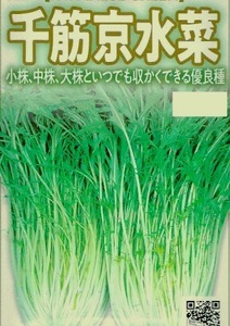 千筋京水菜　早生　種子 【約50粒以上】