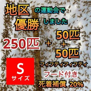 250匹＋死着補償20% 50匹＋50匹ヨーロッパイエコオロギＳサイズ　送料無料