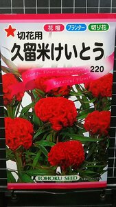 ３袋セット 久留米 けいとう 切花用 種 郵便は送料無料