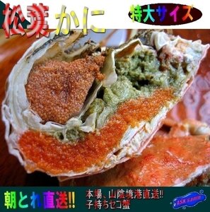 5箱、蟹の王様/特大「活セコLL-1kg/」足折れ1・2本、松葉蟹の子持ち雌、山陰境港直送！！