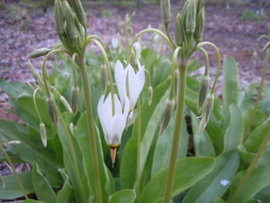 山野草◆白花ドデカセオン◆