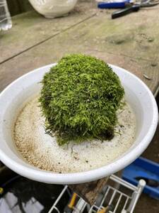 『苔テラリウム』　苔玉【活着2年目】