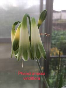 ②フェアドラナッサ・ヴィリディフローラ　Phaedranassa viridiflora 