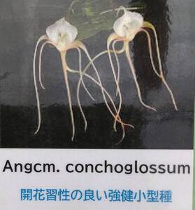 【北軽ガーデン】＊熱帯植物＊Angraecum conchoglossum＊洋ラン原種＊アングレカム　コンコグロッサム＊希少種＊マダガスカル島原産＊