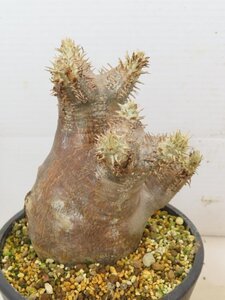 5261 「塊根植物」パキポディウム エニグマティクム 植え【発根・Pachypodium enigmaticum・多肉植物】