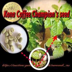 新着！【超プレミアム】 貴重 コナコーヒーコンテスト優勝ビーンズの種子！10粒　Kona coffee seeds　ζ **ц**　⑭