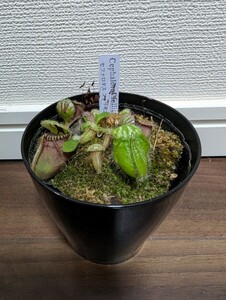  食虫植物　セファロタス　フォリキュラリス　3.5号 　レア人気注目植物　品薄　検索ハエトリソウサラセニアウツボカズラ