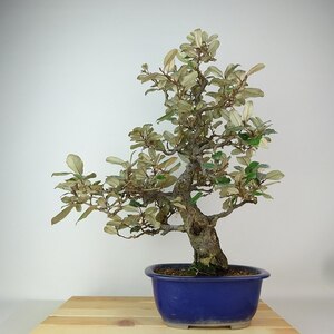 盆栽 寒茱萸 樹高 約44cm かんぐみ Elaeagnus カングミ グミ科 常緑樹 観賞用 現品