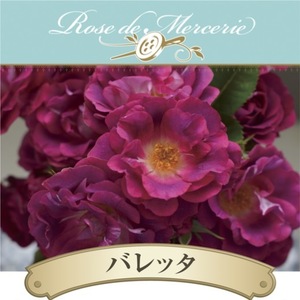 送料無料　バレッタ　新苗4号鉢　　鉢植え バラ 薔薇 河本バラ園 ローズ ドゥ メルスリー