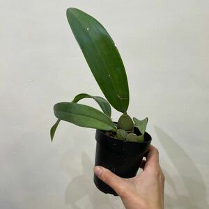 ［Pof］Bulbophyllum phalaenopsis × cruentum バルボフィラム・ファレノプシス×クルエンタム